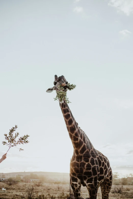 a giraffe standing on a dry grass field