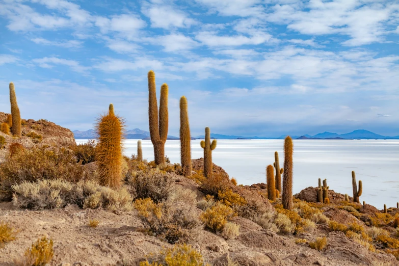 a large group of plants sitting on the side of a beach