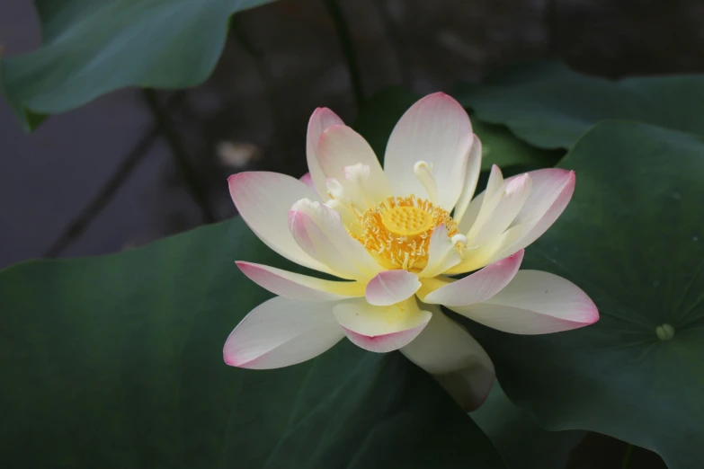 a white and yellow flower with green leaves