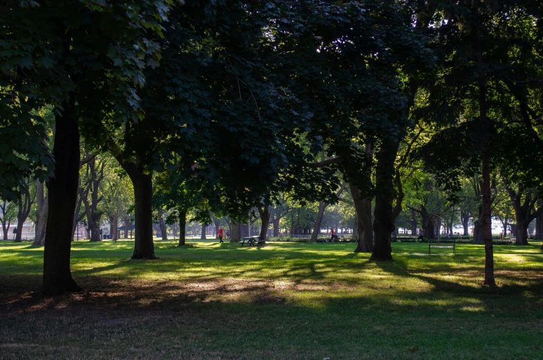 a park that has many trees lining the grass