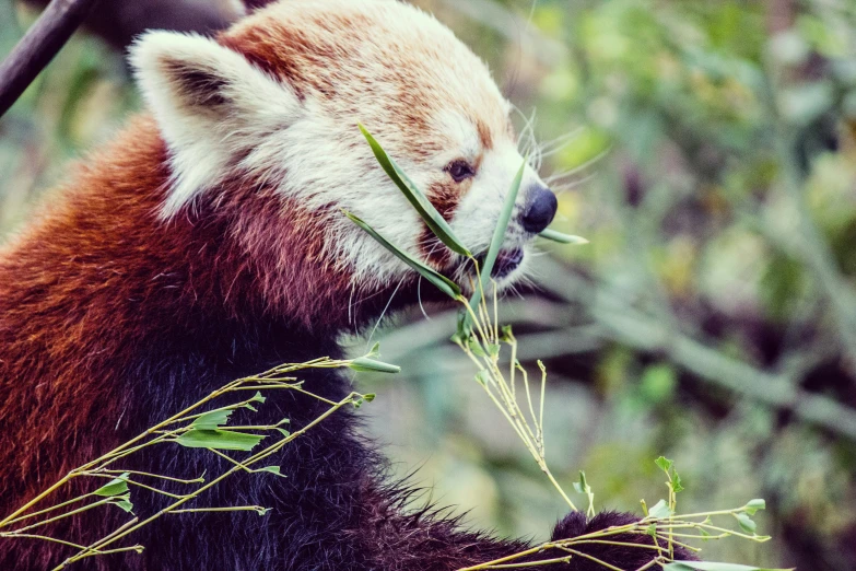 a brown and white panda sitting and eating some green plants