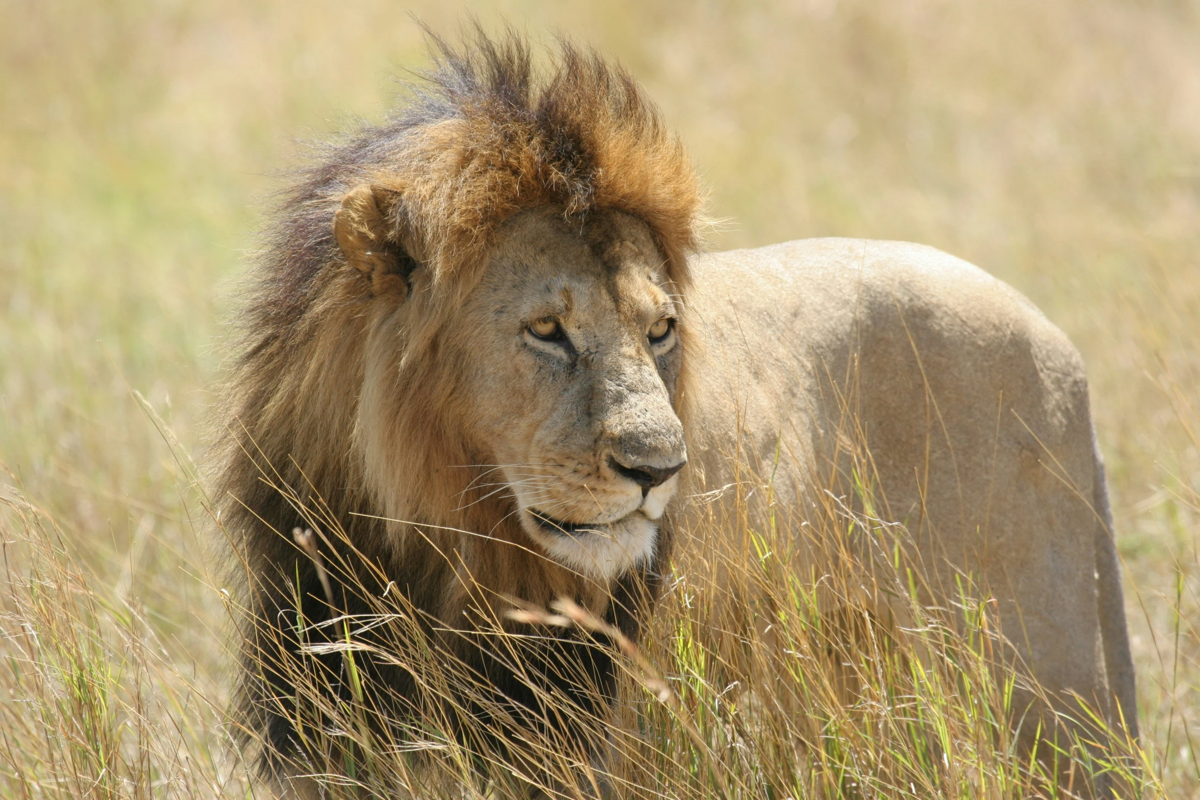 a large lion is walking through the tall grass