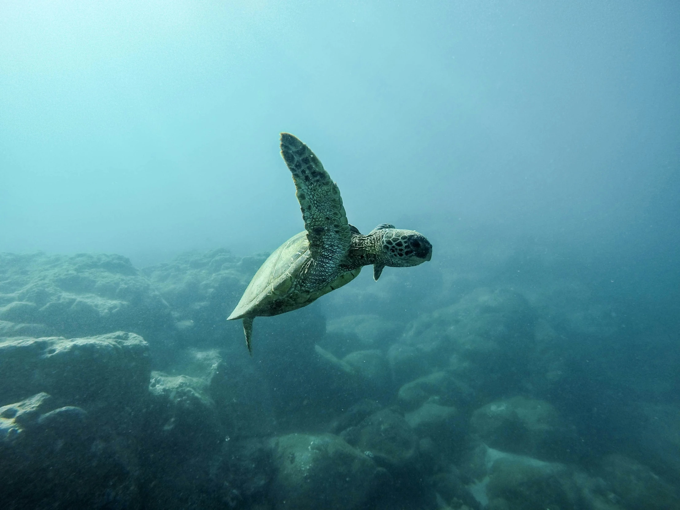 a turtle swimming among a coral reef in the ocean