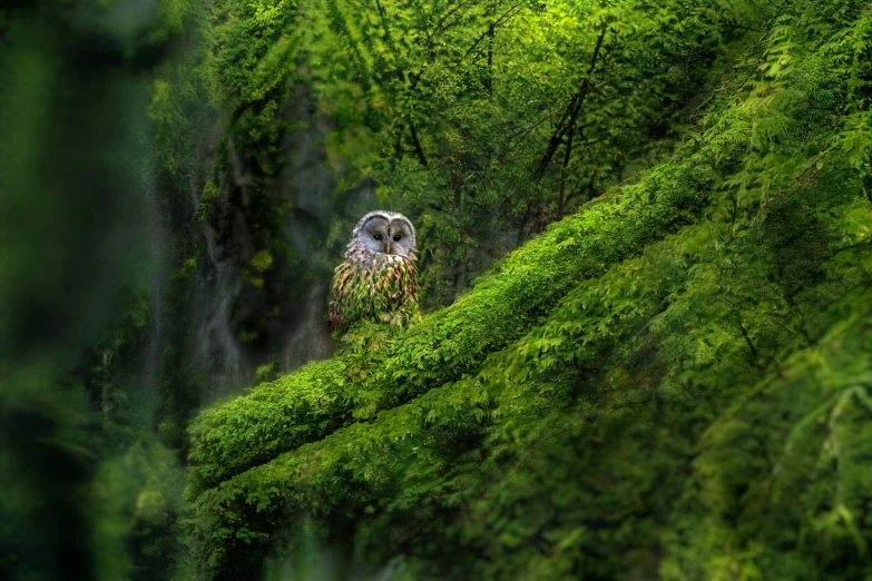 an owl is perched on top of a tree