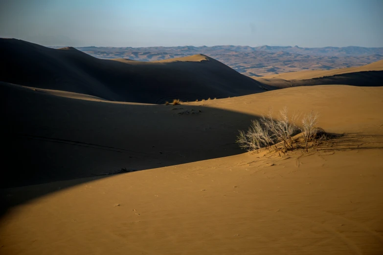 a lone plant on the desert's flat terrain