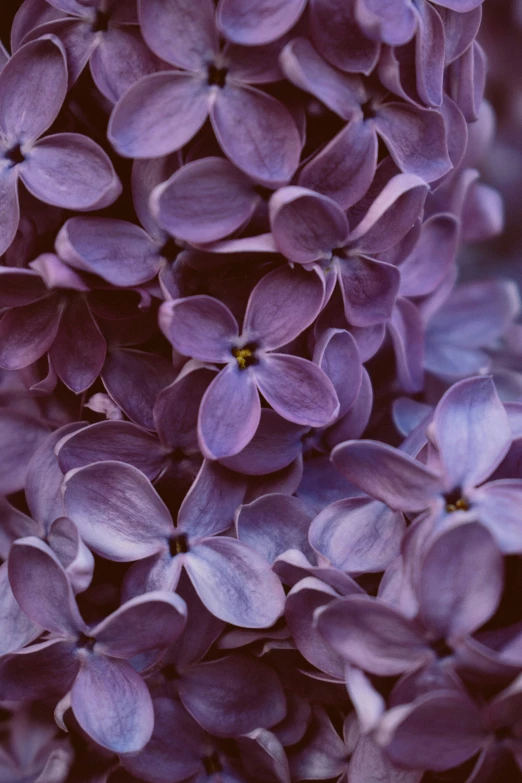 a group of purple flowers with yellow centers