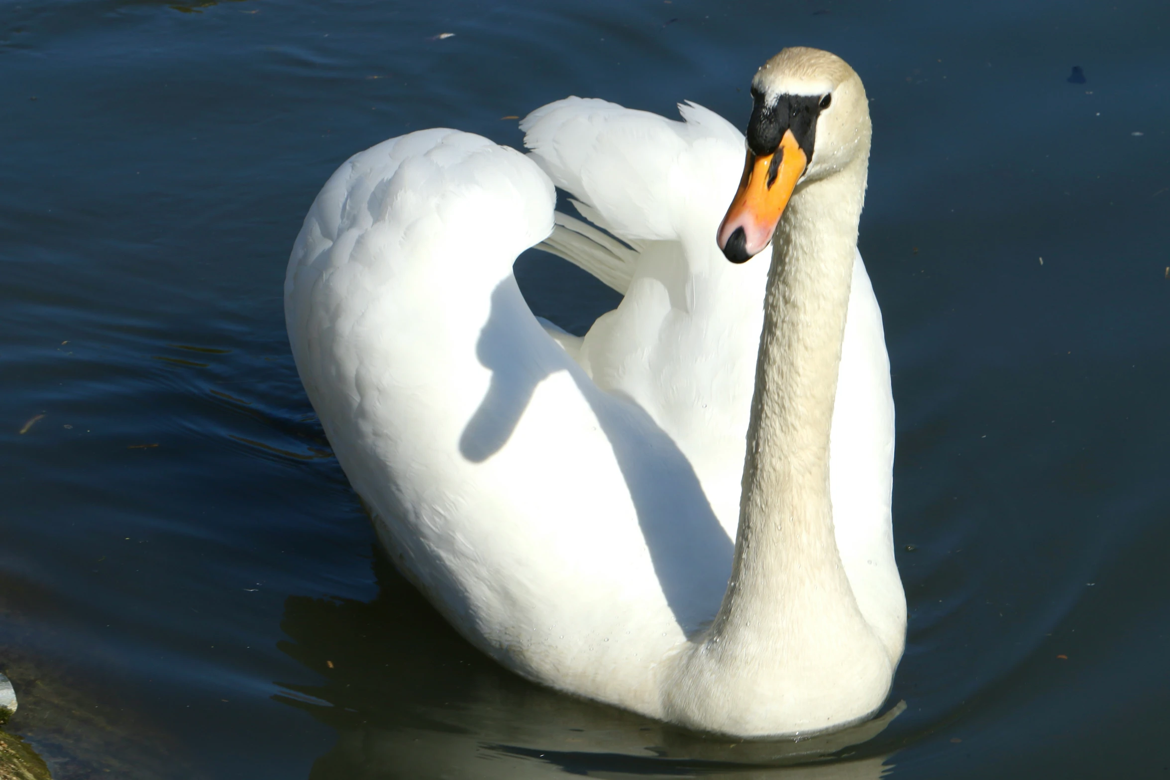 the swan is on the water in the pond