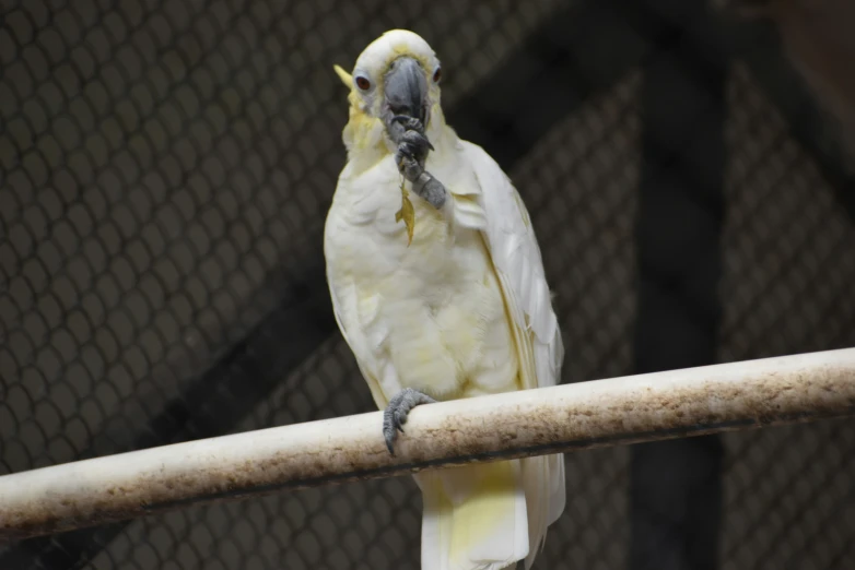 a small yellow bird with a white head sitting on a bar