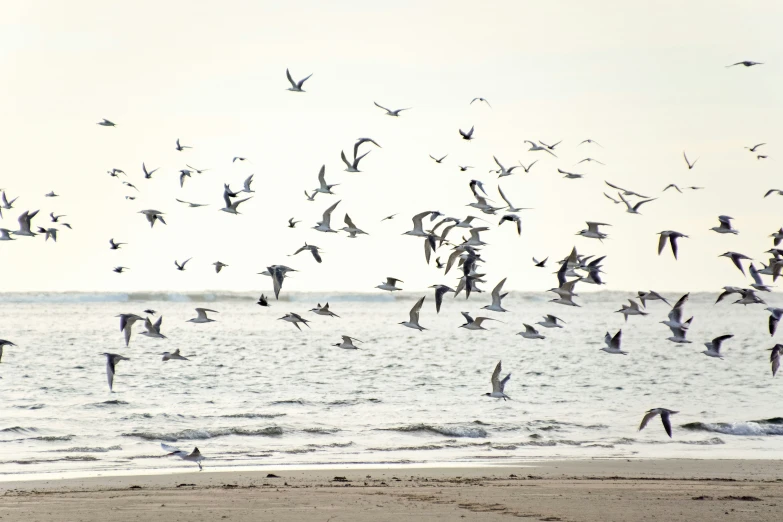 a large flock of birds flying over the ocean