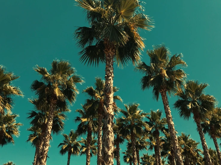 a group of palm trees are seen against a blue sky