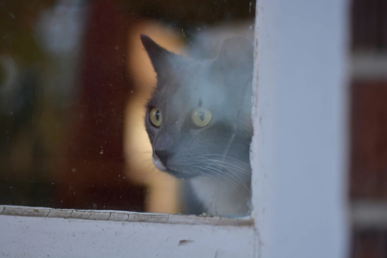 a black and grey cat is looking in a window