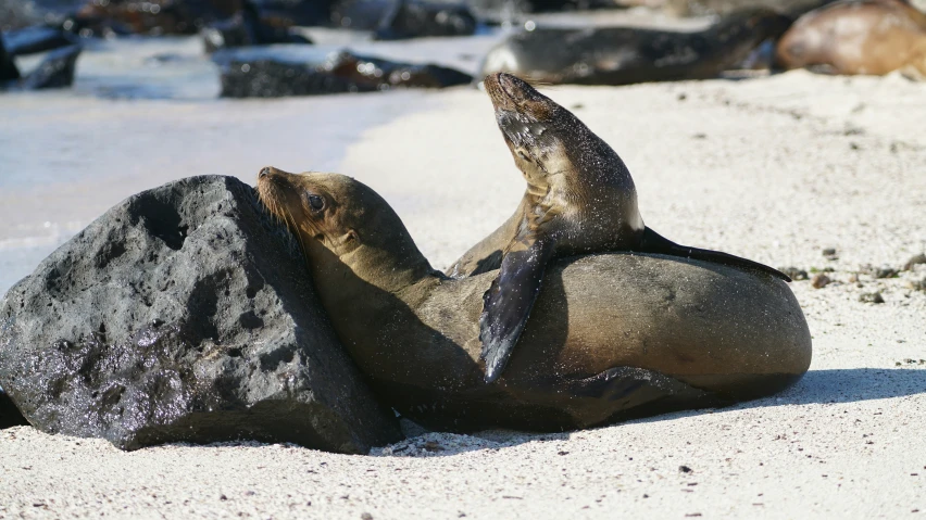 a sea lion is sitting on top of a rock