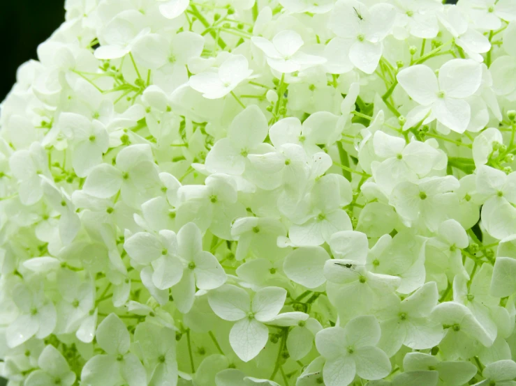 a close up of a bouquet of white flowers