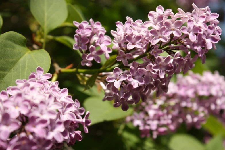 closeup image of flowers in bloom in the daytime