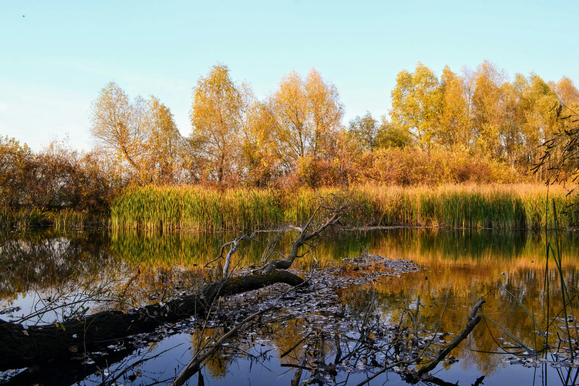 the tree in the lake is turning red and yellow