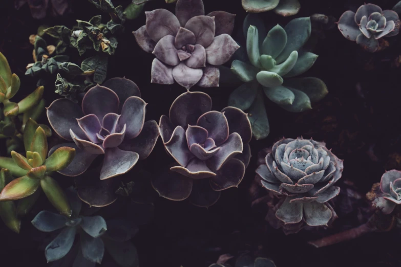 succulents and flowers with green stems growing around