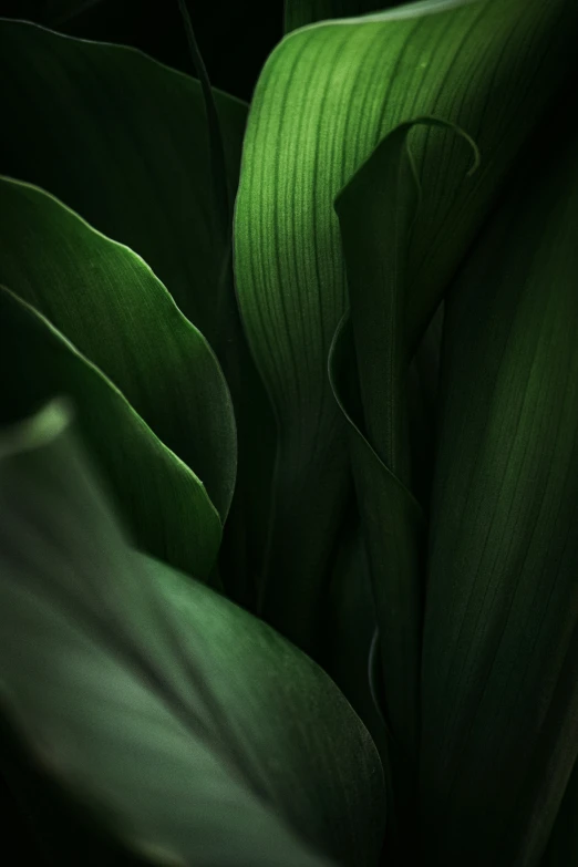 the underside of a large leaf of a plant