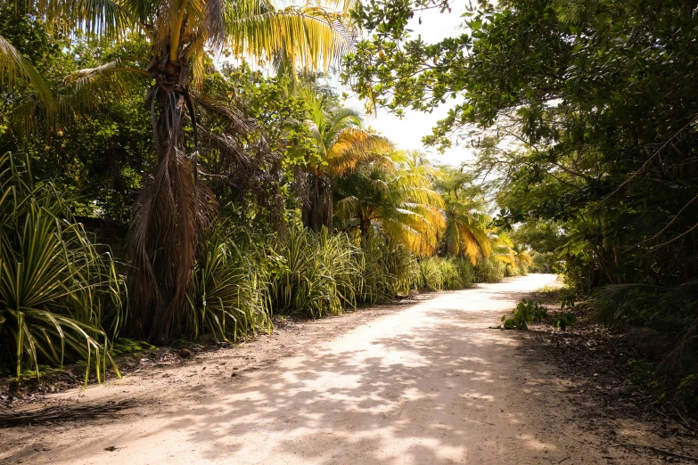 a path surrounded by many palm trees and bushes