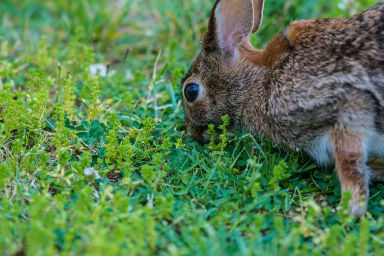 a brown and black rabbit in grass eating