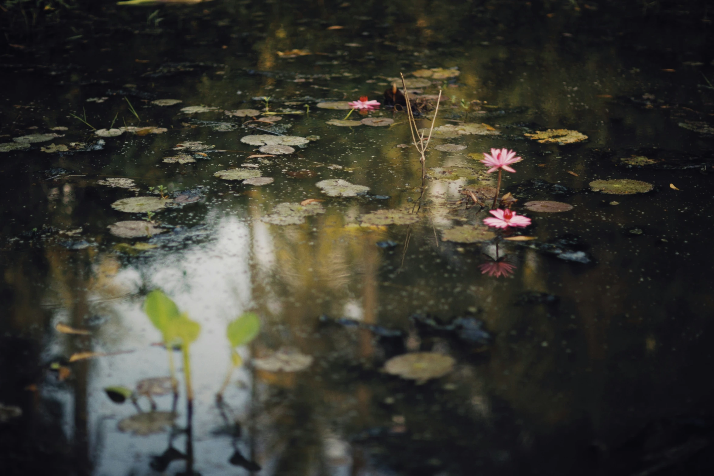 flowers that are growing in the water near the grass