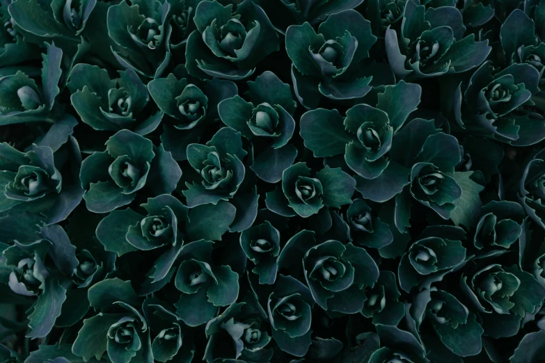 the background of dark green flowers with drops of dew