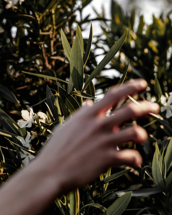 a hand reaching for some flowers next to green leaves