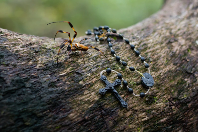 a pair of spider crabs mating in the trunk of a tree