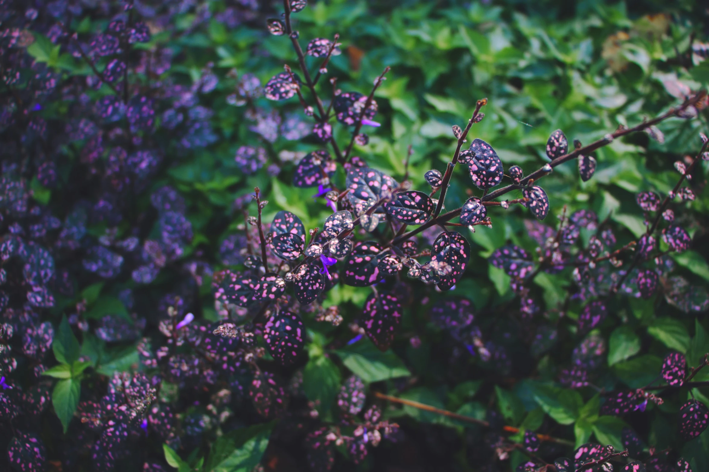 small purple flowers are blooming next to green bushes