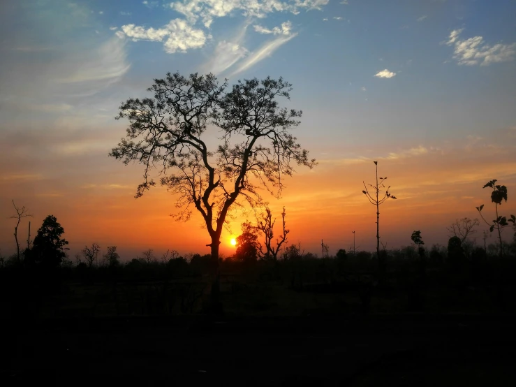 the sun is setting behind a large tree