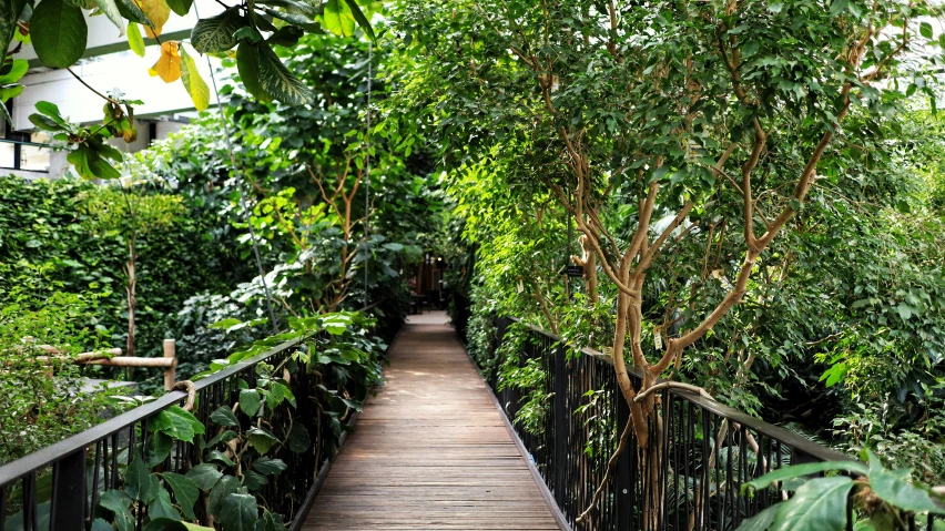 a long wooden pathway between two large green trees