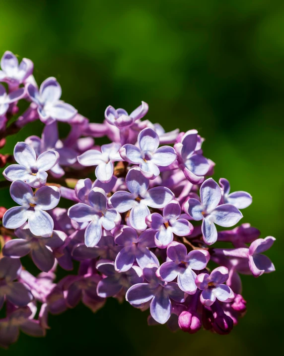 the purple flowers are in bloom against the green background