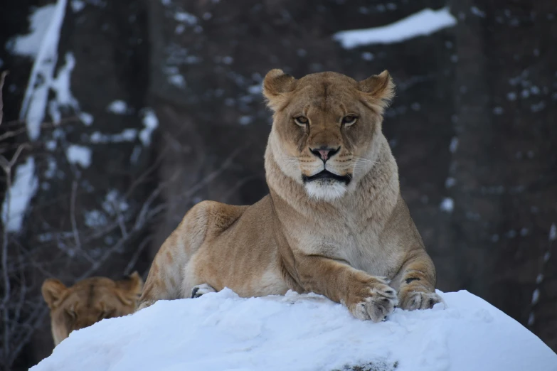 a big lion that is sitting in the snow