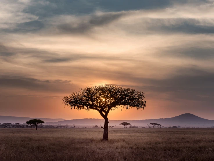 a small tree standing in the middle of a field with mountains in the background