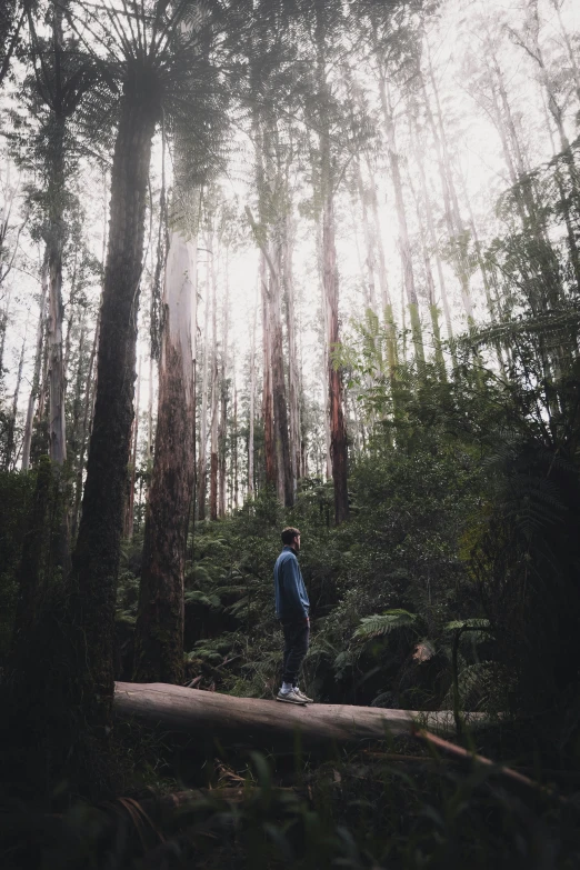 man walking on tree log in woods with bright sunlight