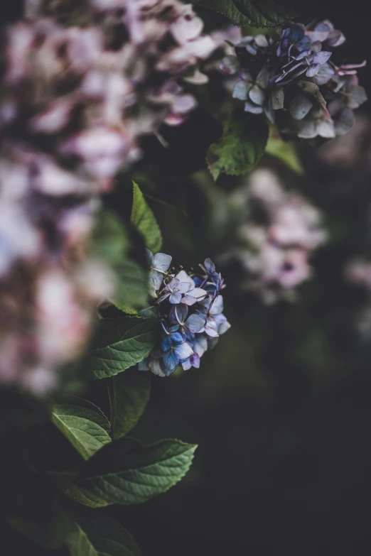 some flowers on a bush in the dark