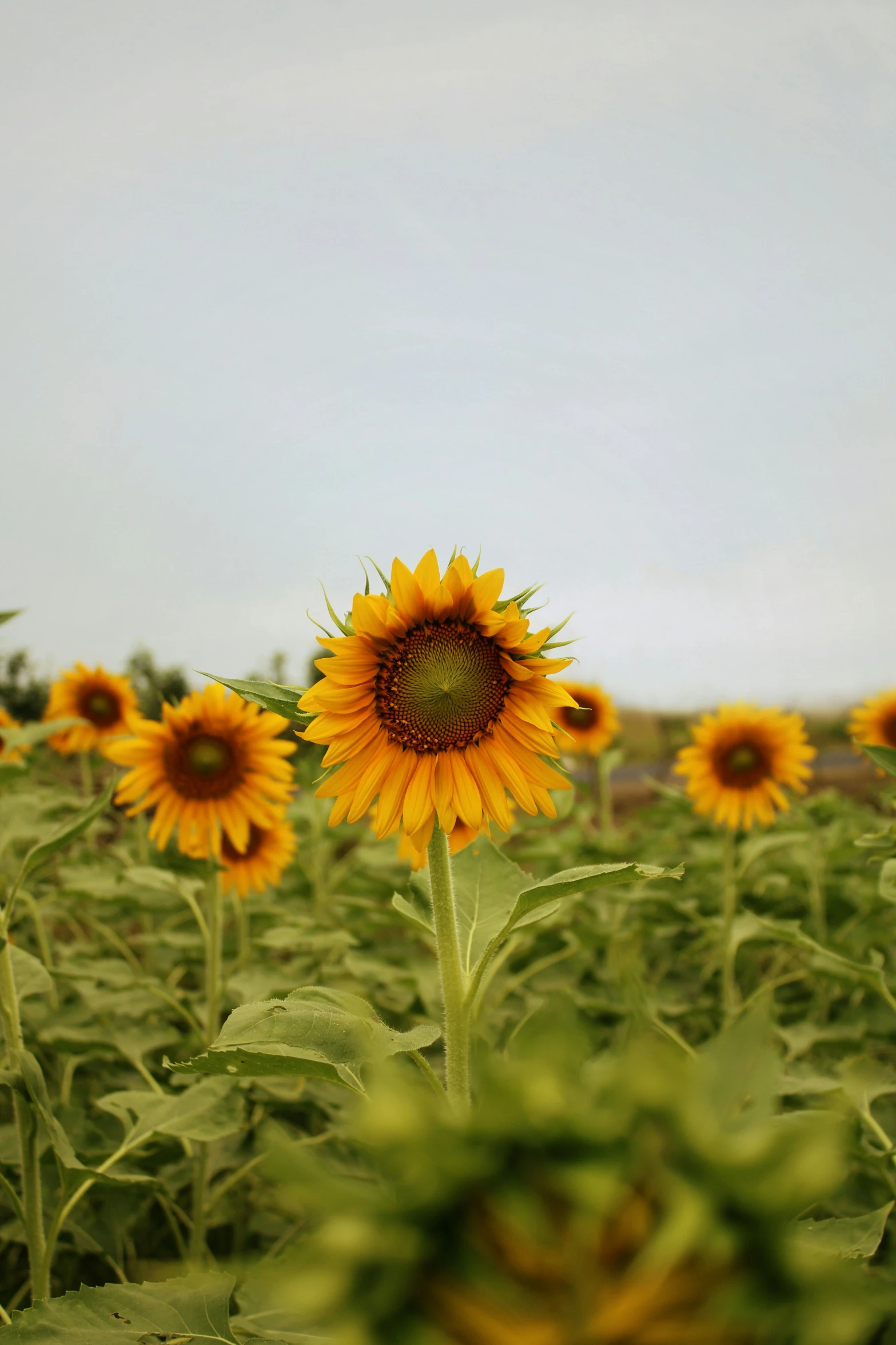 a field full of sunflowers is shown with the sky in the background