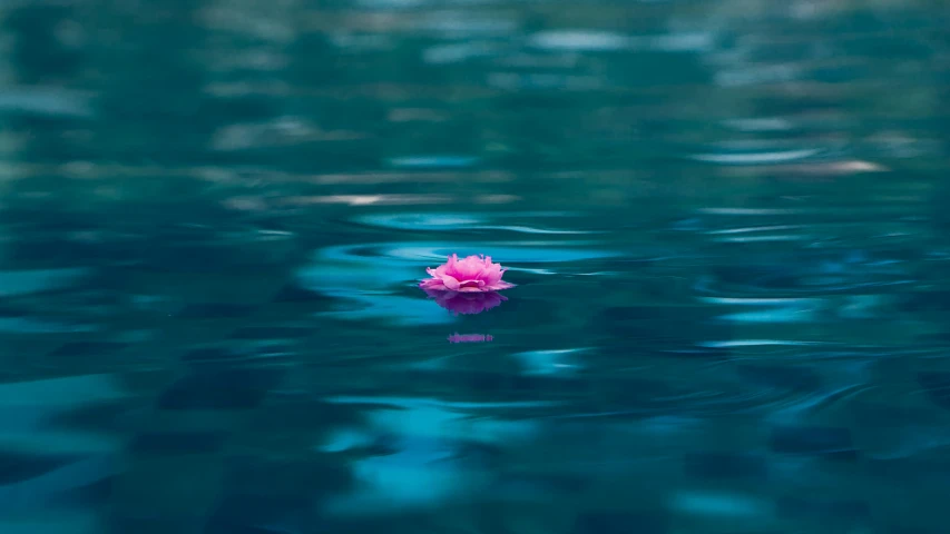 water with a small pink flower in the middle