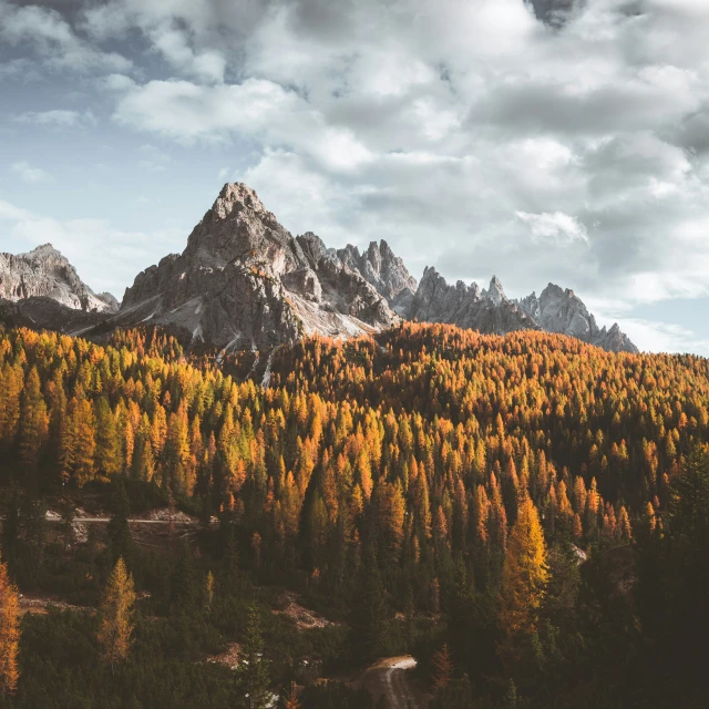 mountains with yellow and brown leaves on them