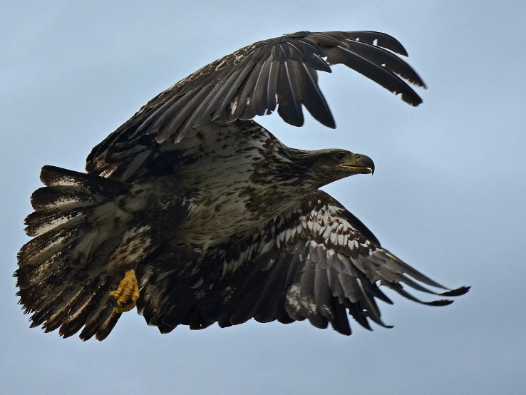 an eagle in the middle of the sky with wings spread out