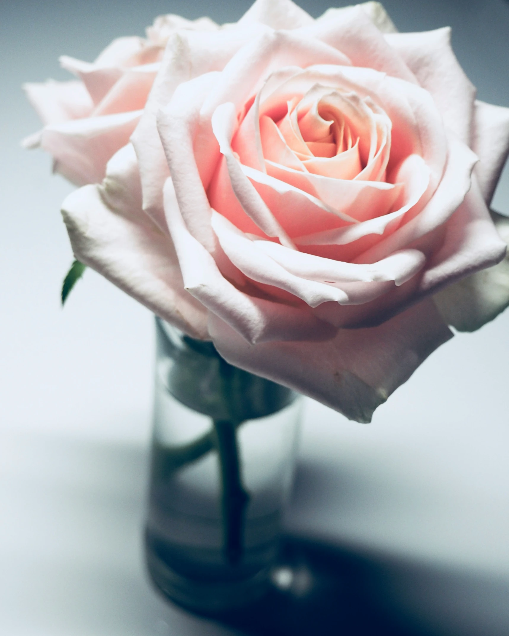 a pink rose in a vase on a white table