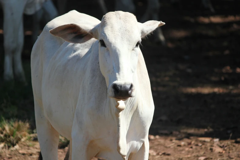 a white cow standing next to a bunch of cows