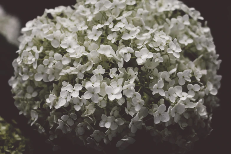 a bush with green and white flowers on it