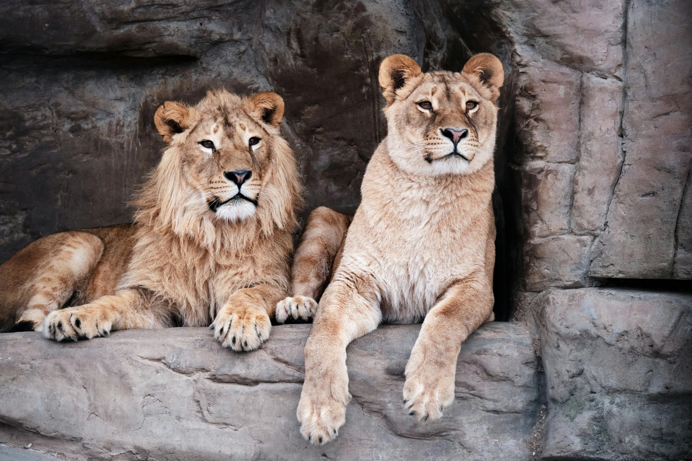 two large lions sitting next to each other on some rocks