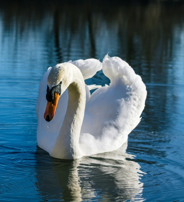 a close up of a white bird on a body of water