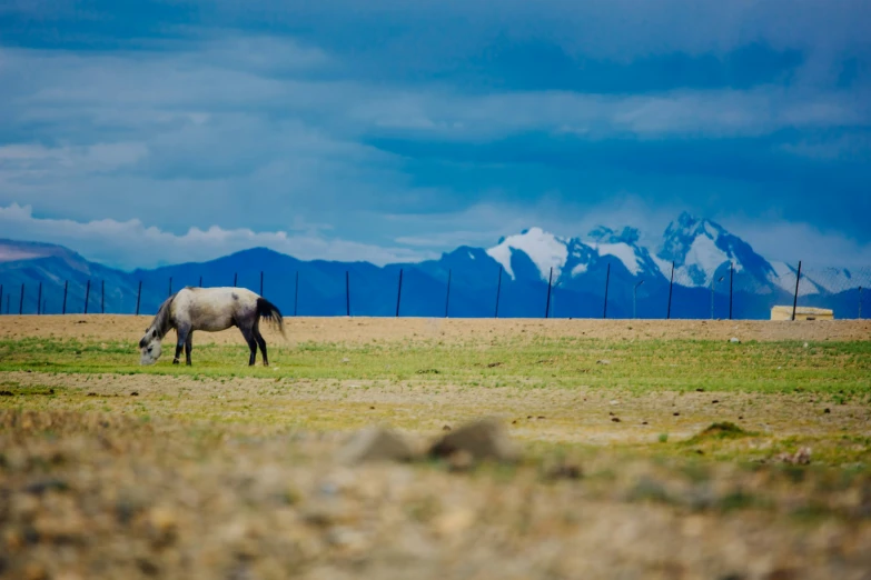 a single horse grazes in the grass in front of snow capped mountains