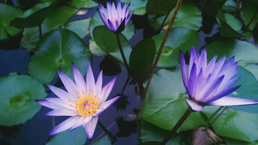 two purple water lilies surrounded by lily pads