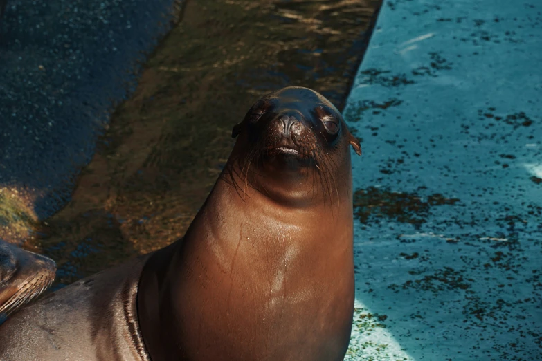 a sea lion is laying on the shore