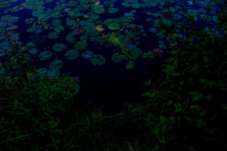 a body of water covered in plants next to trees