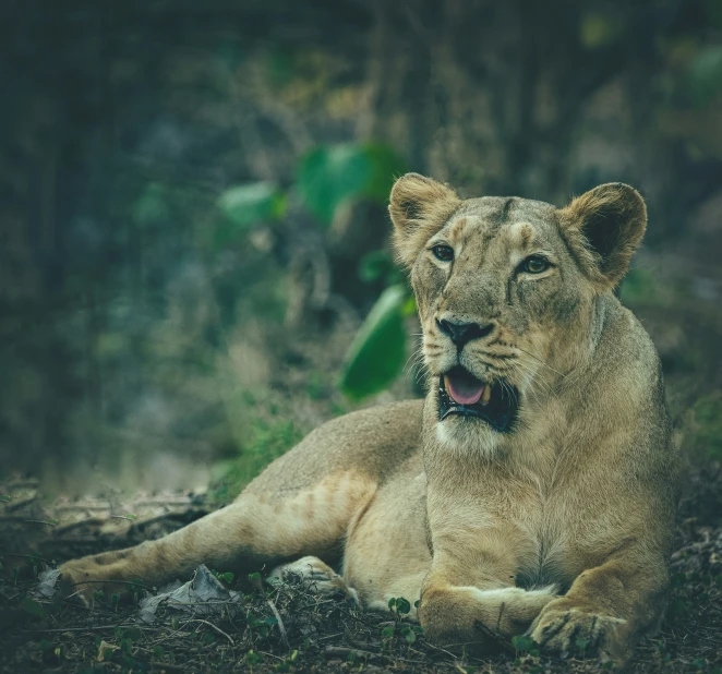 a lion lying in the grass looking towards the camera