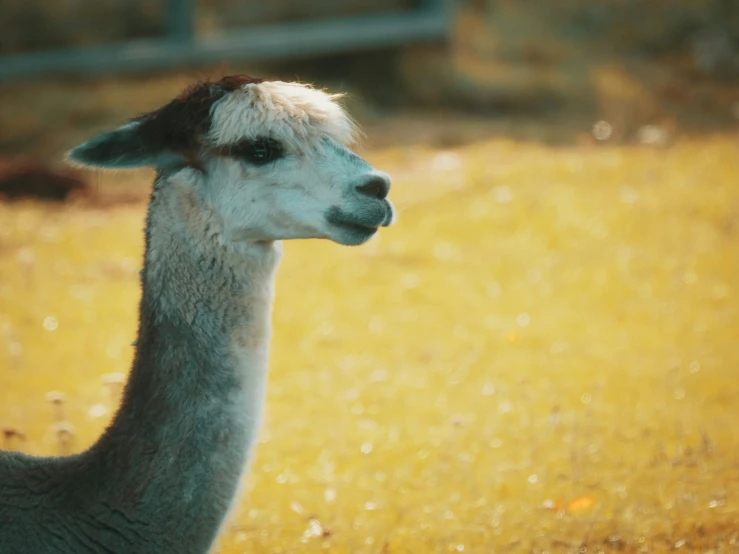 a very cute looking llama in a grassy field